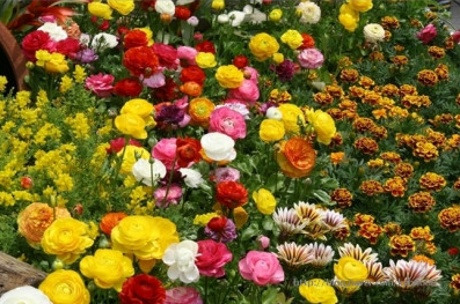 고운님 이미지