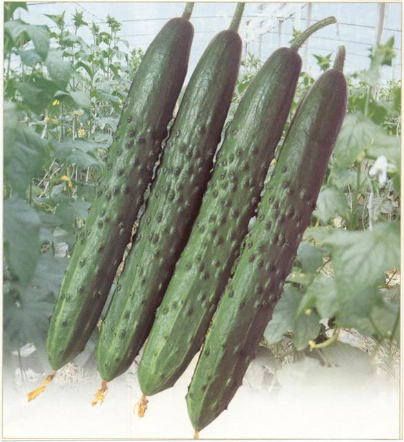 오이씨 이미지
